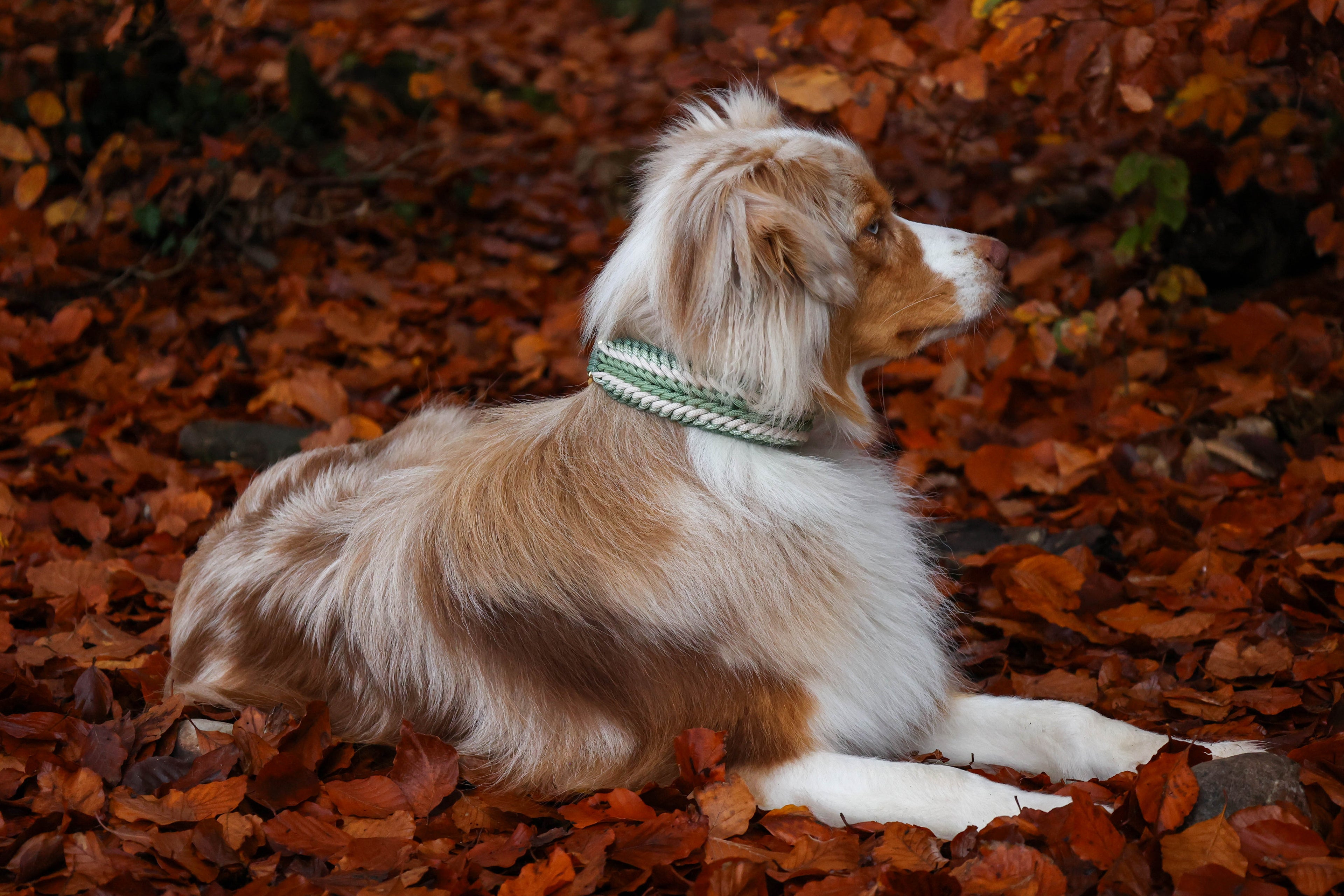 Hund mit grünem Halsband