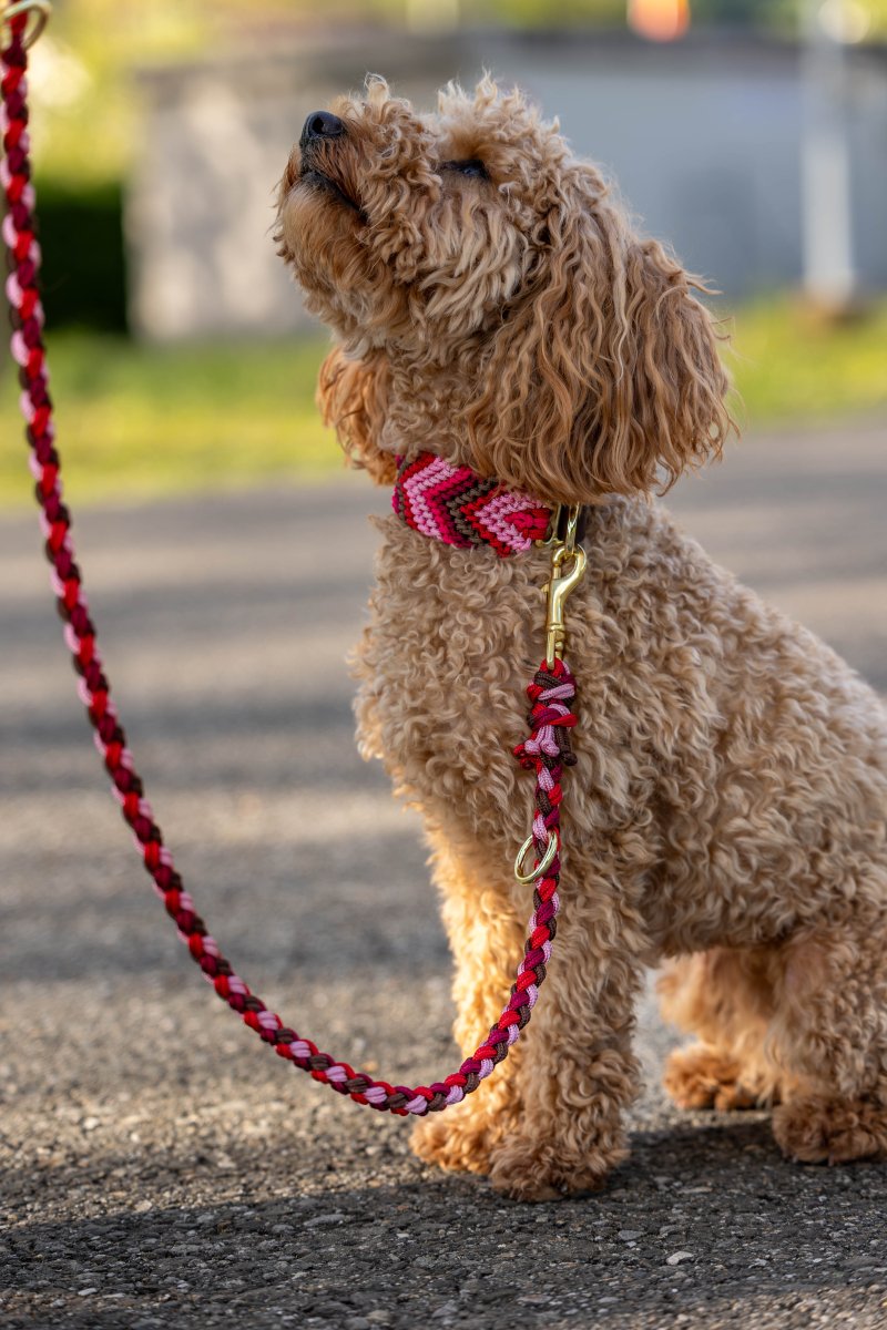 Hundehalsband und Hundeleine von Knüpfgold
