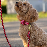 Hundehalsband und Hundeleine von Knüpfgold