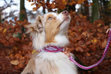 Knüpfgold Hundehalsband "Lavender Dream" aus Paracord