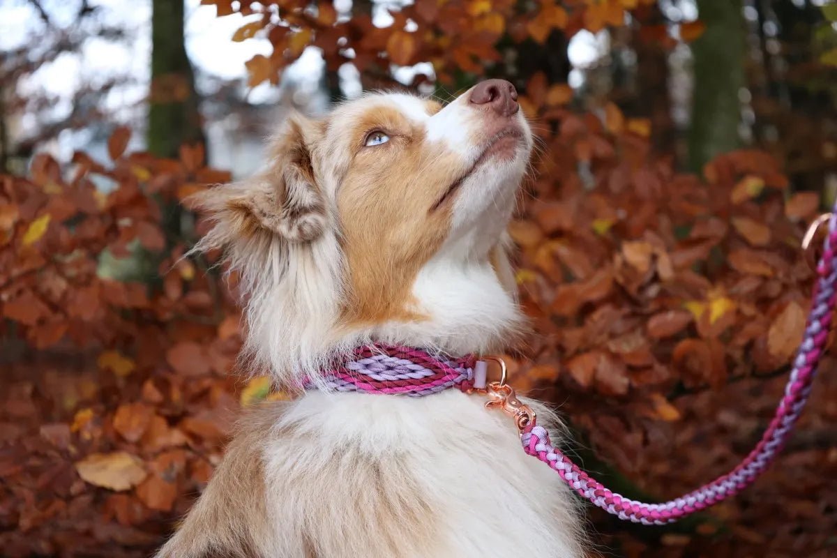 Hundehalsband "Lavender Dream" aus Paracord f0r6vf-0r.myshopify.com