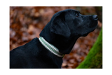 Knüpfgold Hundehalsband "Shining Green" aus Paracord