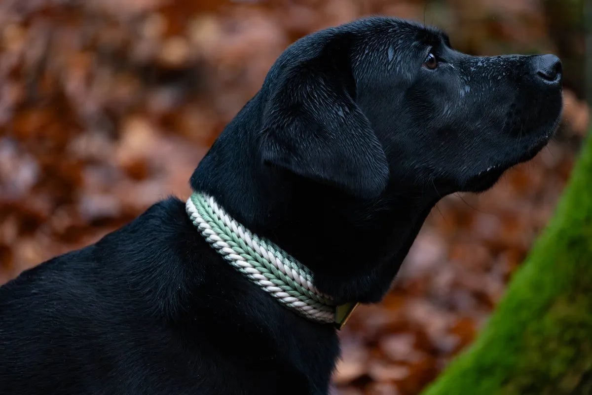 Hundehalsband "Shining Green" aus Paracord f0r6vf-0r.myshopify.com