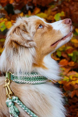 Knüpfgold Hundehalsband "Shining Green" aus Paracord