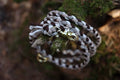 Hundeleine "Cappuccino" aus Paracord f0r6vf-0r.myshopify.com