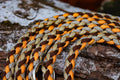 Nahaufnahme Hundeleine "Golden Autumn" aus Paracord mit Gold, Braun, Orange, Creme