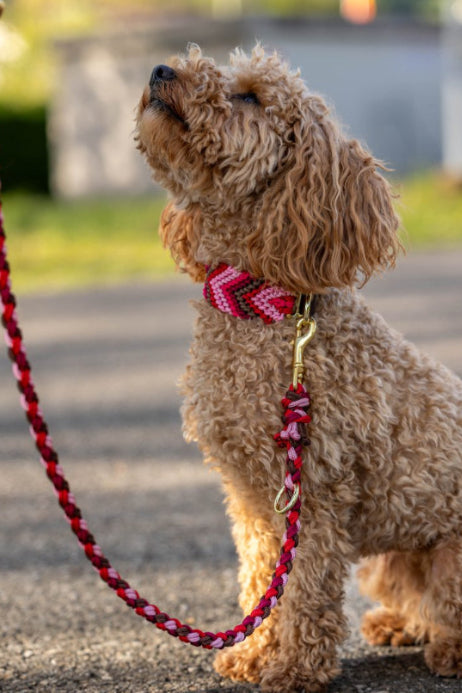 Hundehalsband "Ruby Dream" aus Paracord