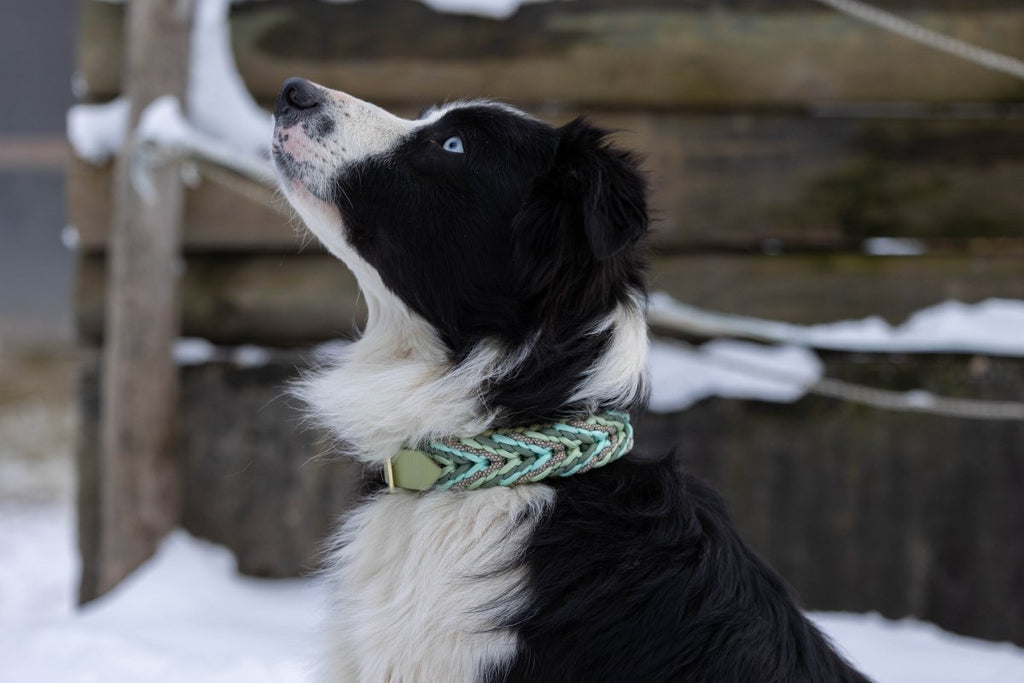 individualisiertes Halsband - Muster "Valentine" f0r6vf-0r.myshopify.com