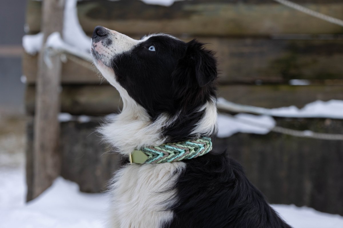 individualisiertes Halsband - Muster "Valentine" f0r6vf-0r.myshopify.com